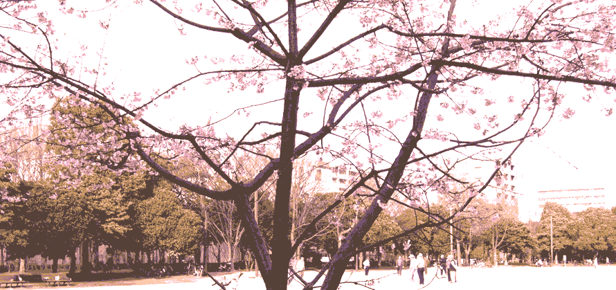 sakurasaku sakurasaku